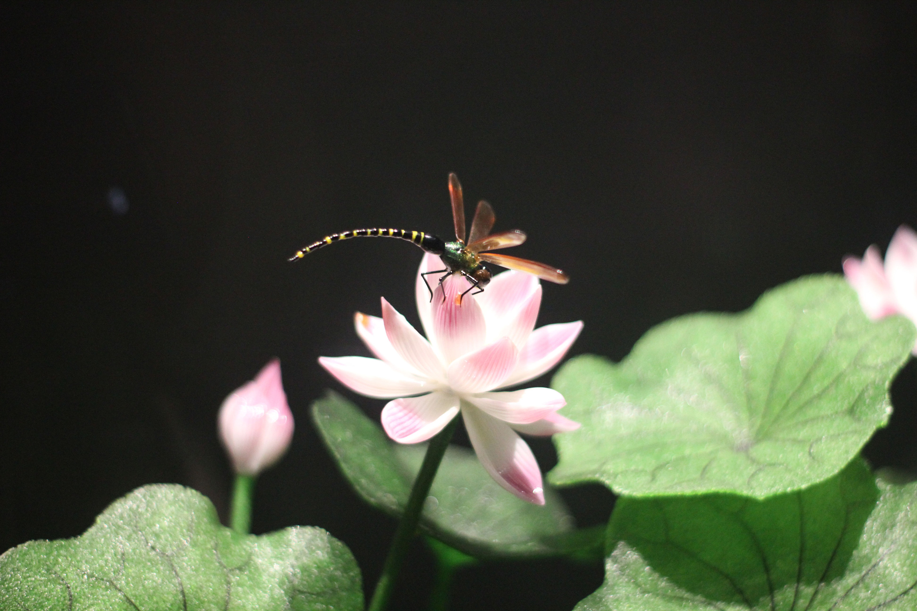 ����������(�й�)������-�й�����